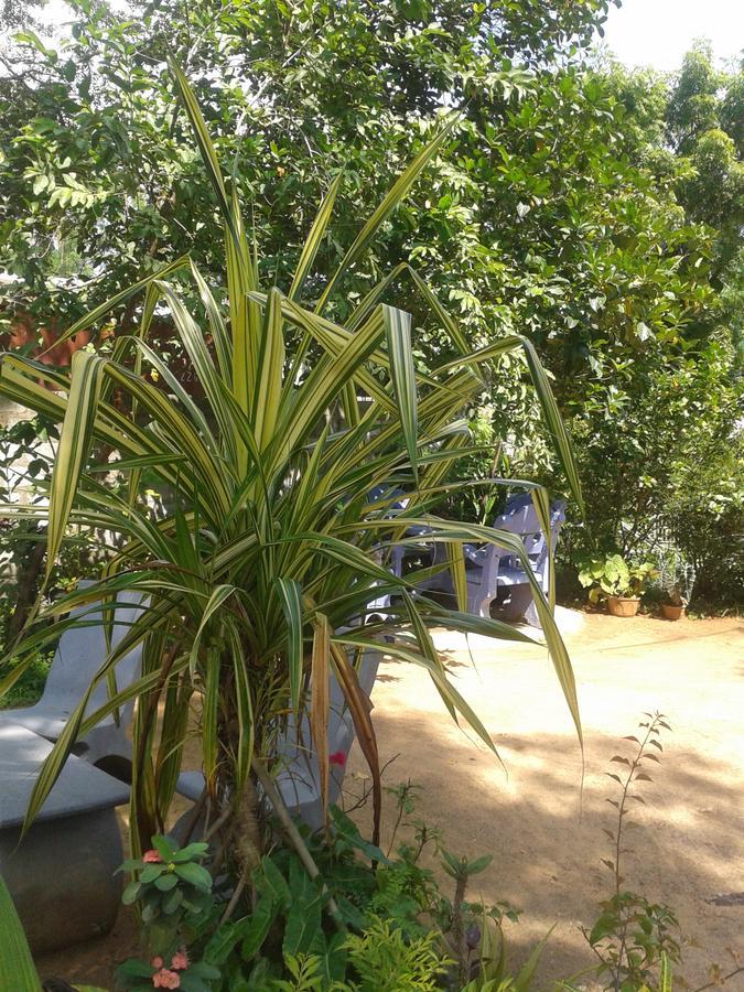 Family Nest Apartman Dambulla Kültér fotó